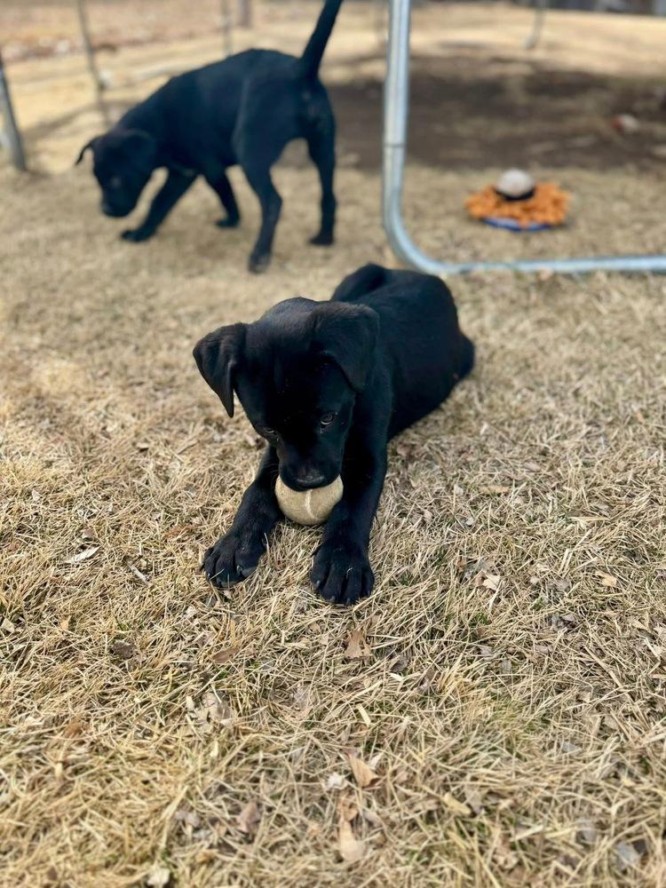 Enlarge Cajanek / Ravioli, a Adoptable mixed breed in Broomfield, CO image 3/3