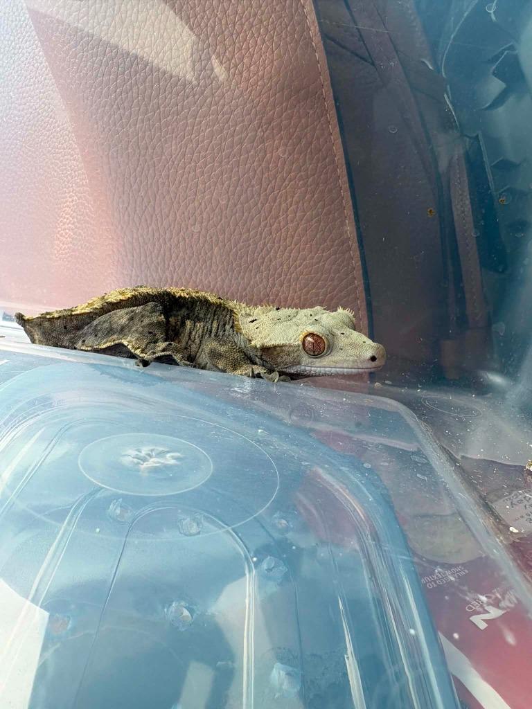Enlarge Richard, a Adoptable Gecko in FRANKTON, IN image 1/3