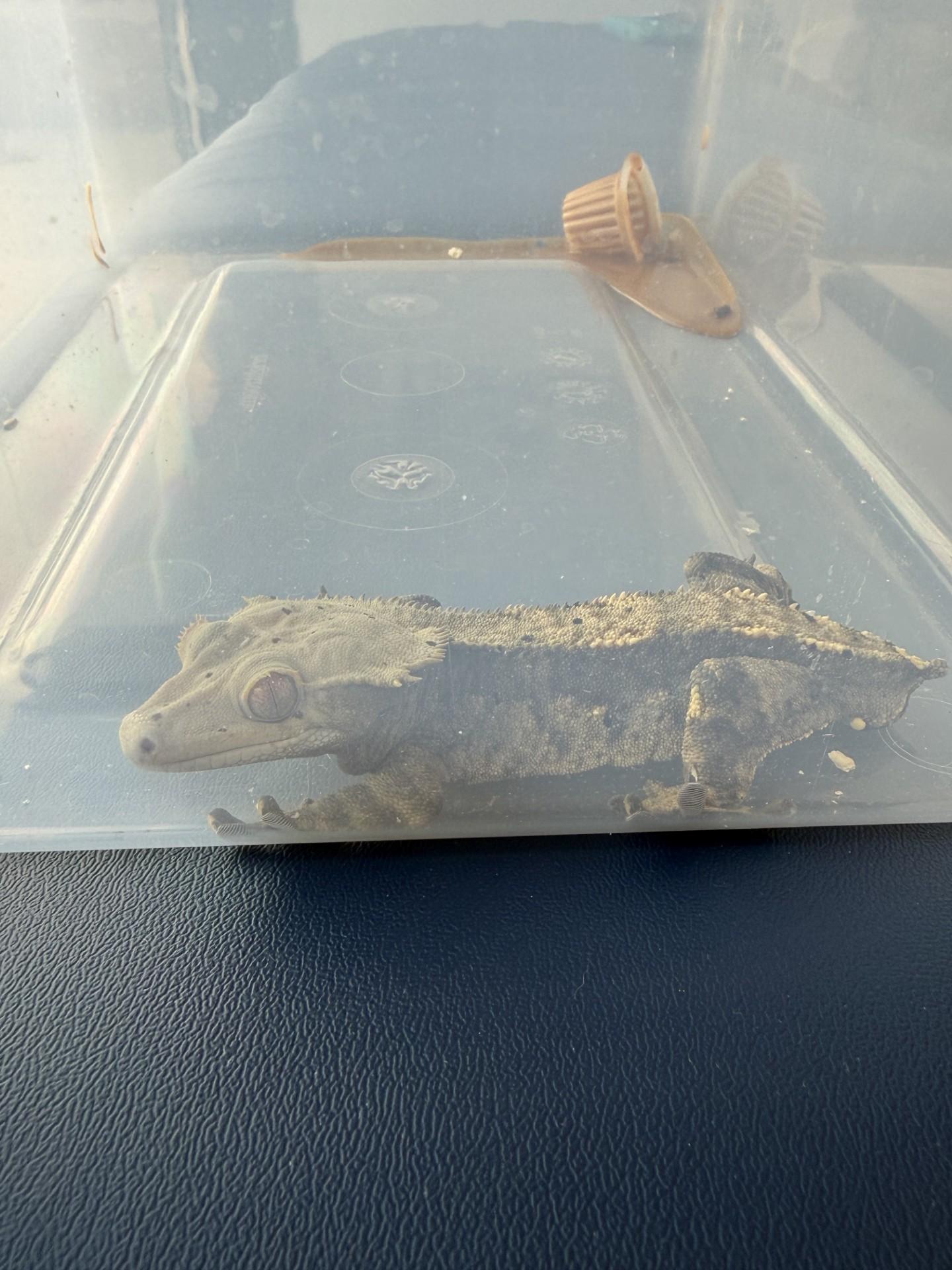 Enlarge Richard, a Adoptable Gecko in FRANKTON, IN image 2/3
