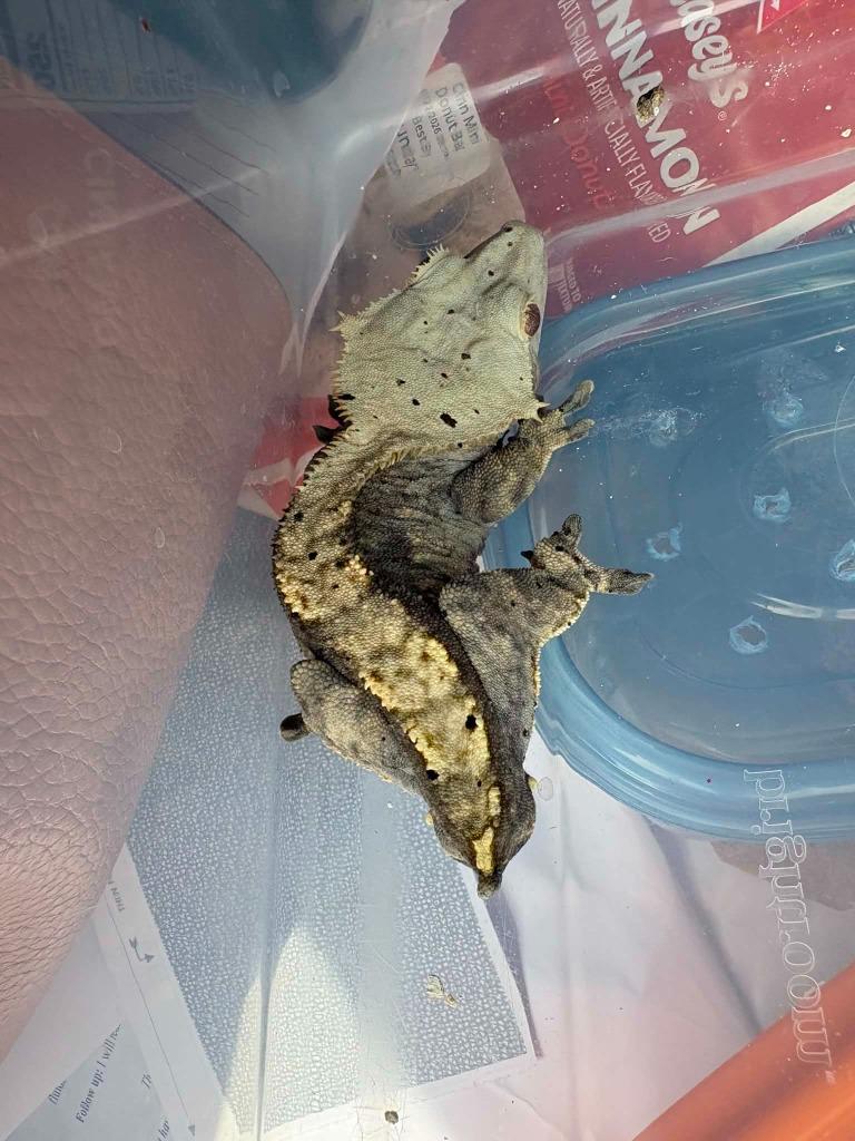 Enlarge Richard, a Adoptable Gecko in FRANKTON, IN image 3/3
