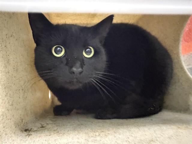 CLEO, Adoptable, Young Female Domestic Short Hair.