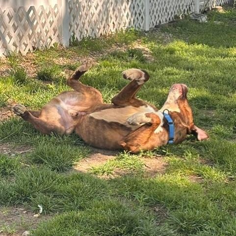 Buster, an adopted mixed breed in Westland, MI image 2/6
