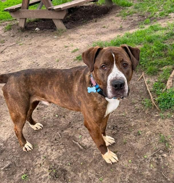 Buster, an adopted mixed breed in Westland, MI image 6/6