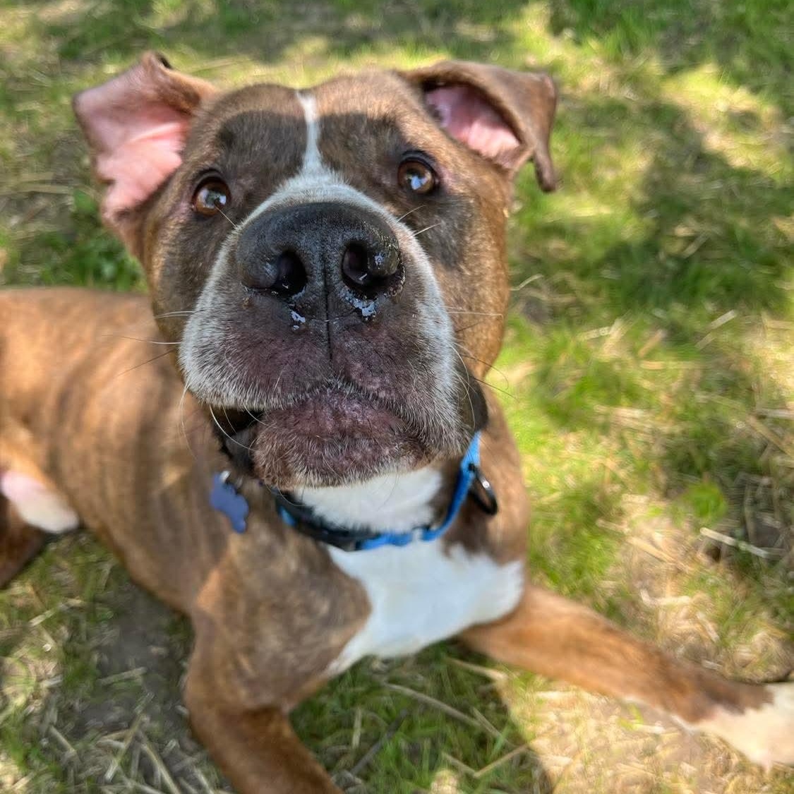 Buster, an adopted mixed breed in Westland, MI image 5/6