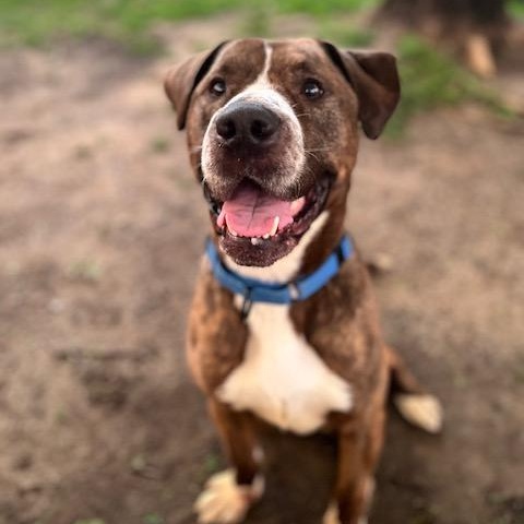 Buster, adopted, Young Male Labrador Retriever & Pit Bull Terrier.