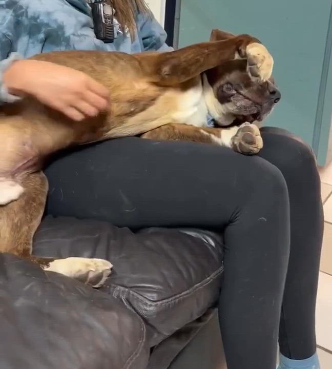 Enlarge Buster, an adopted mixed breed in Westland, MI video 4/6