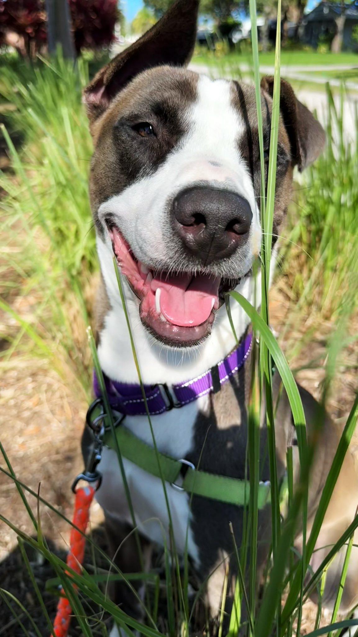 Enlarge Riley, a Adoptable Terrier in Pompano Beach, FL image 1/3