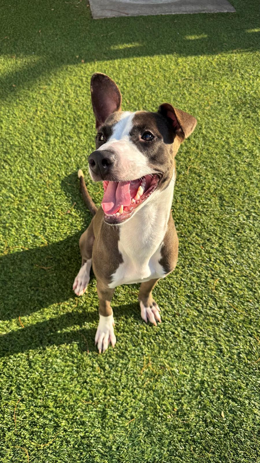 Enlarge Riley, a Adoptable Terrier in Pompano Beach, FL image 3/3