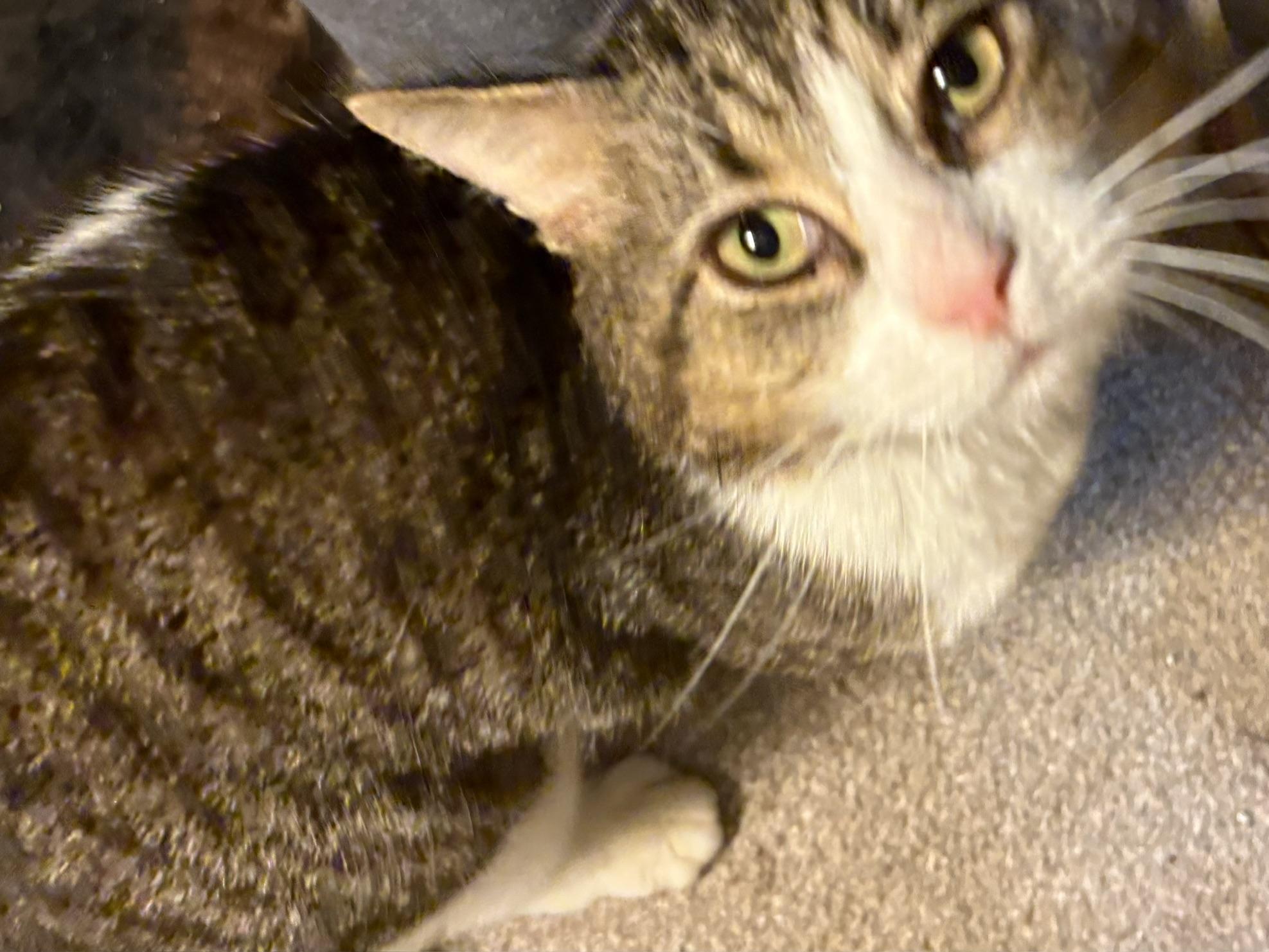 Bowman, ADOPTABLE, Adult Male Domestic Short Hair.