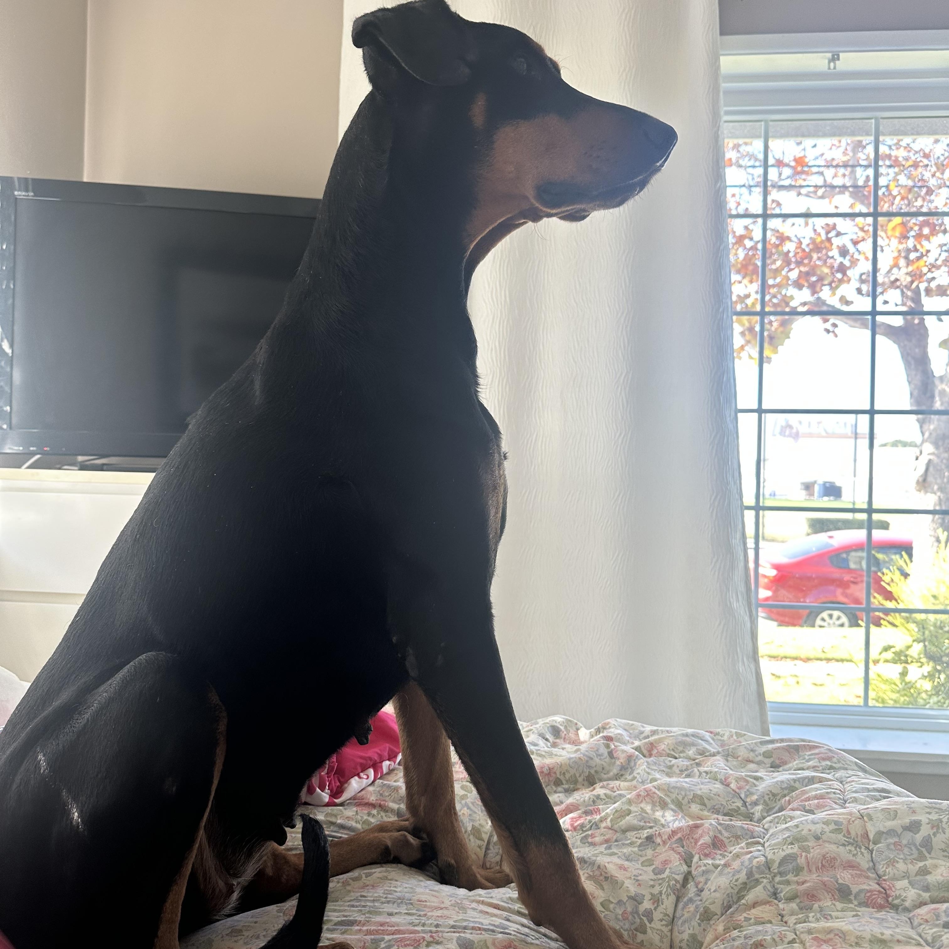 Enlarge Velma, a Adopted Doberman Pinscher in Wauseon, OH image 6/6