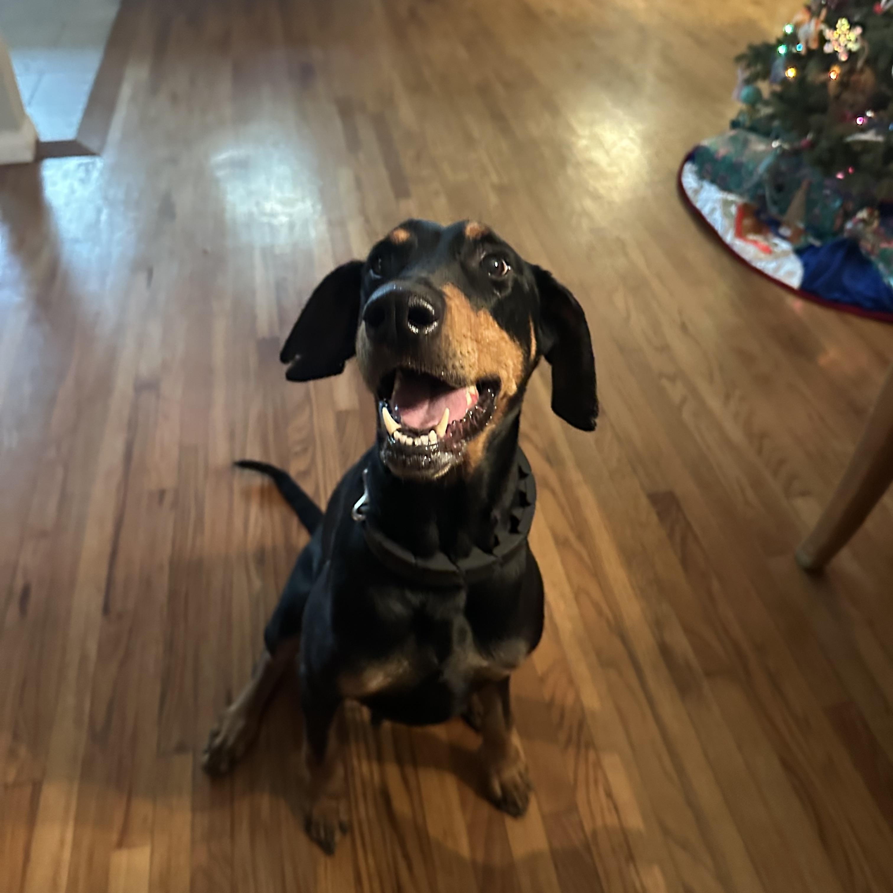 Enlarge Velma, a Adopted Doberman Pinscher in Wauseon, OH image 1/6