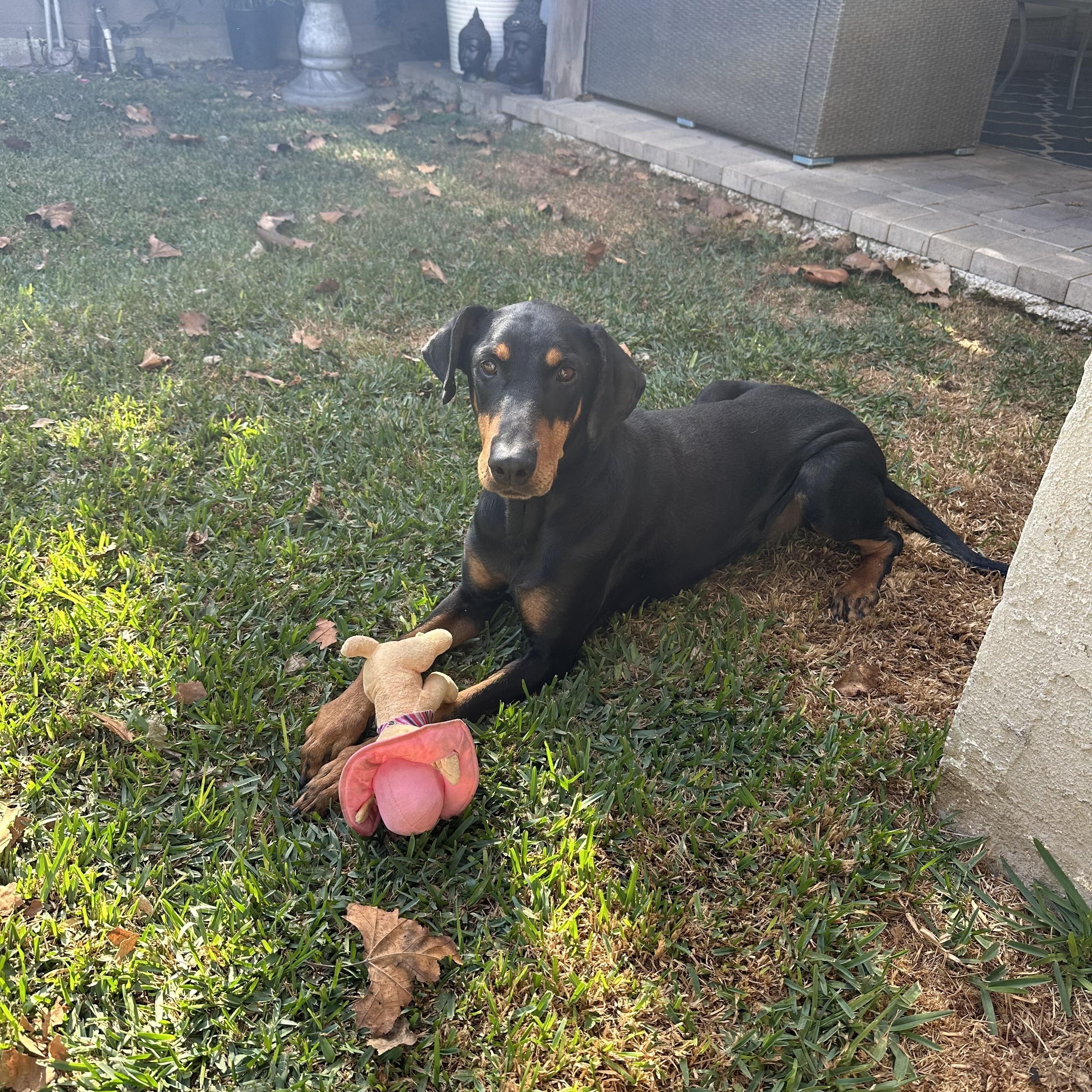 Enlarge Velma, a Adopted Doberman Pinscher in Wauseon, OH image 5/6