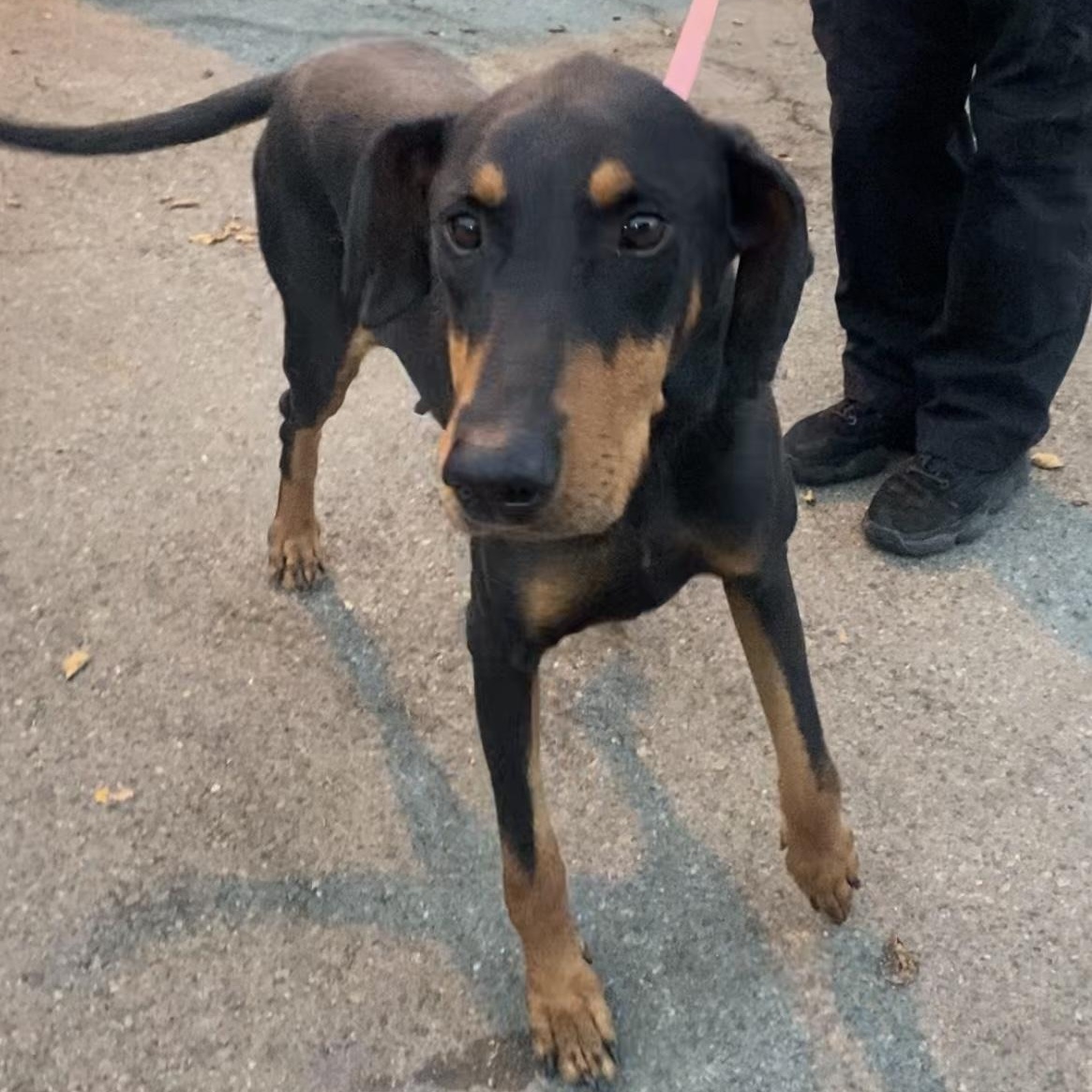Enlarge Velma, a Adopted Doberman Pinscher in Wauseon, OH image 3/6