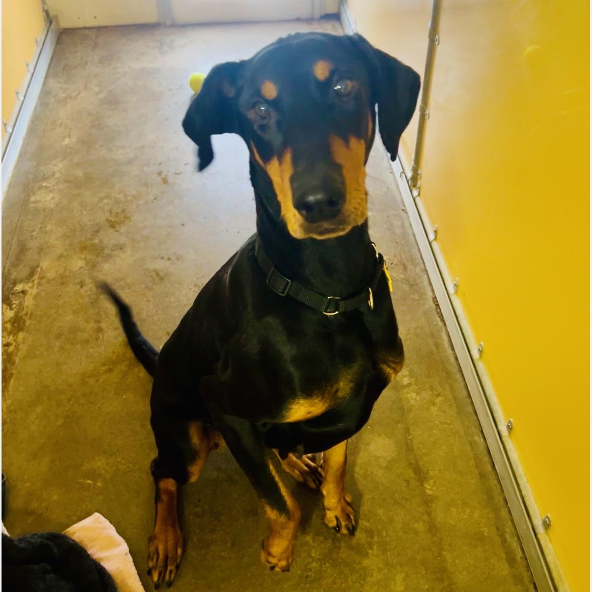 Enlarge Velma, a Adopted Doberman Pinscher in Wauseon, OH image 2/6