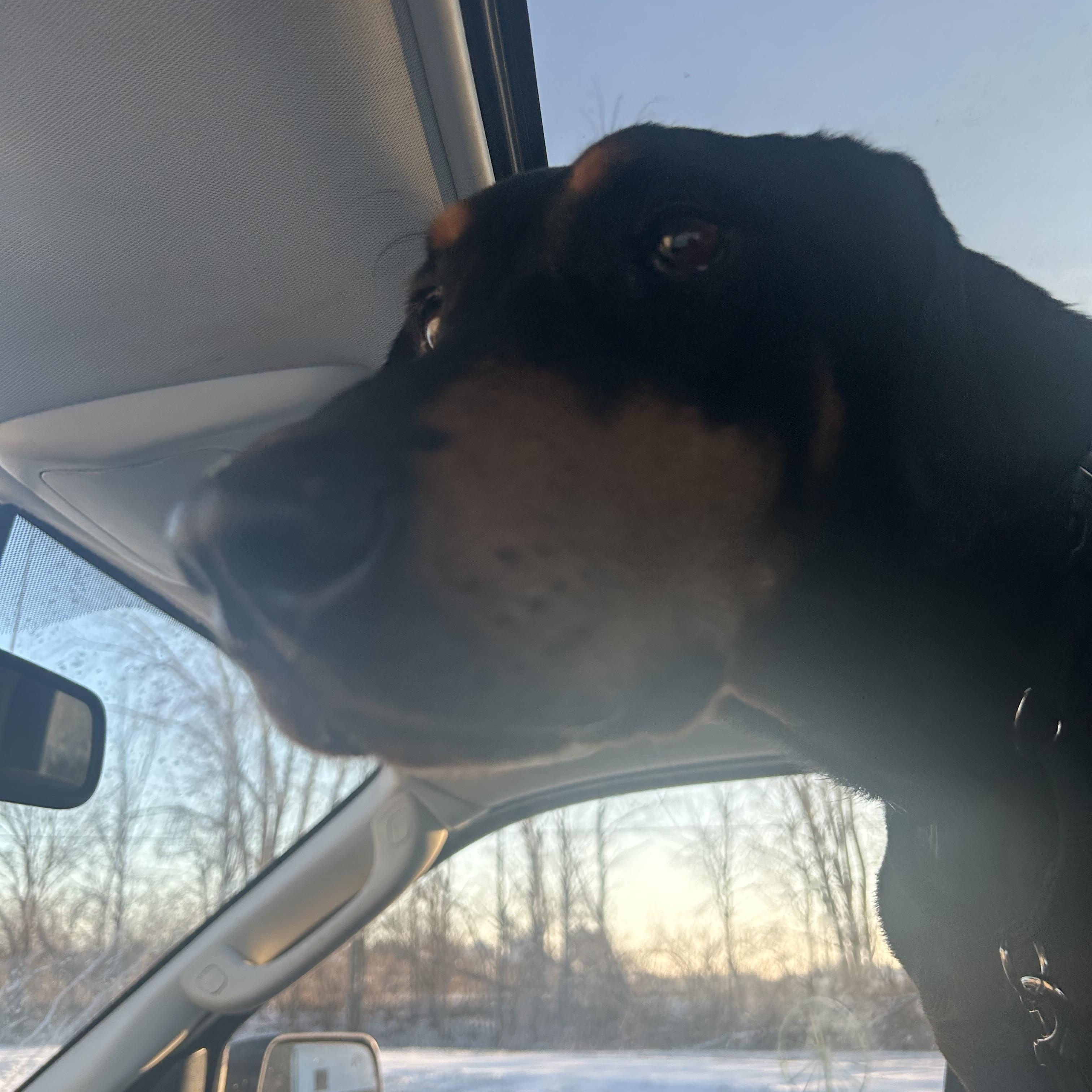 Enlarge Velma, a Adopted Doberman Pinscher in Wauseon, OH image 4/6