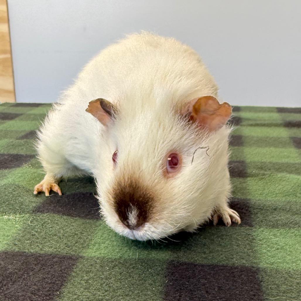 Hurley, Adoptable, Adult Female Guinea Pig.