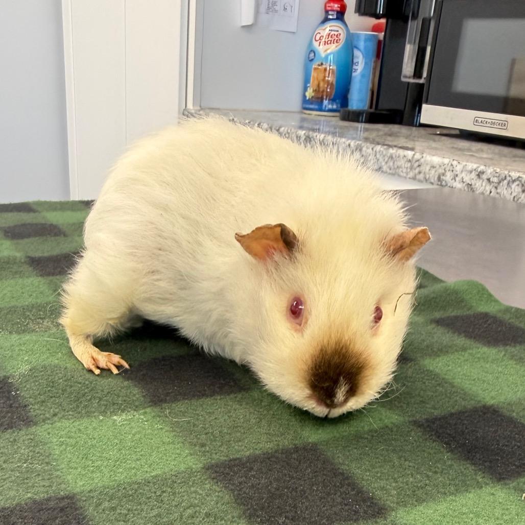 Hurley, a Adoptable Guinea Pig in Watertown, NY image 2/2