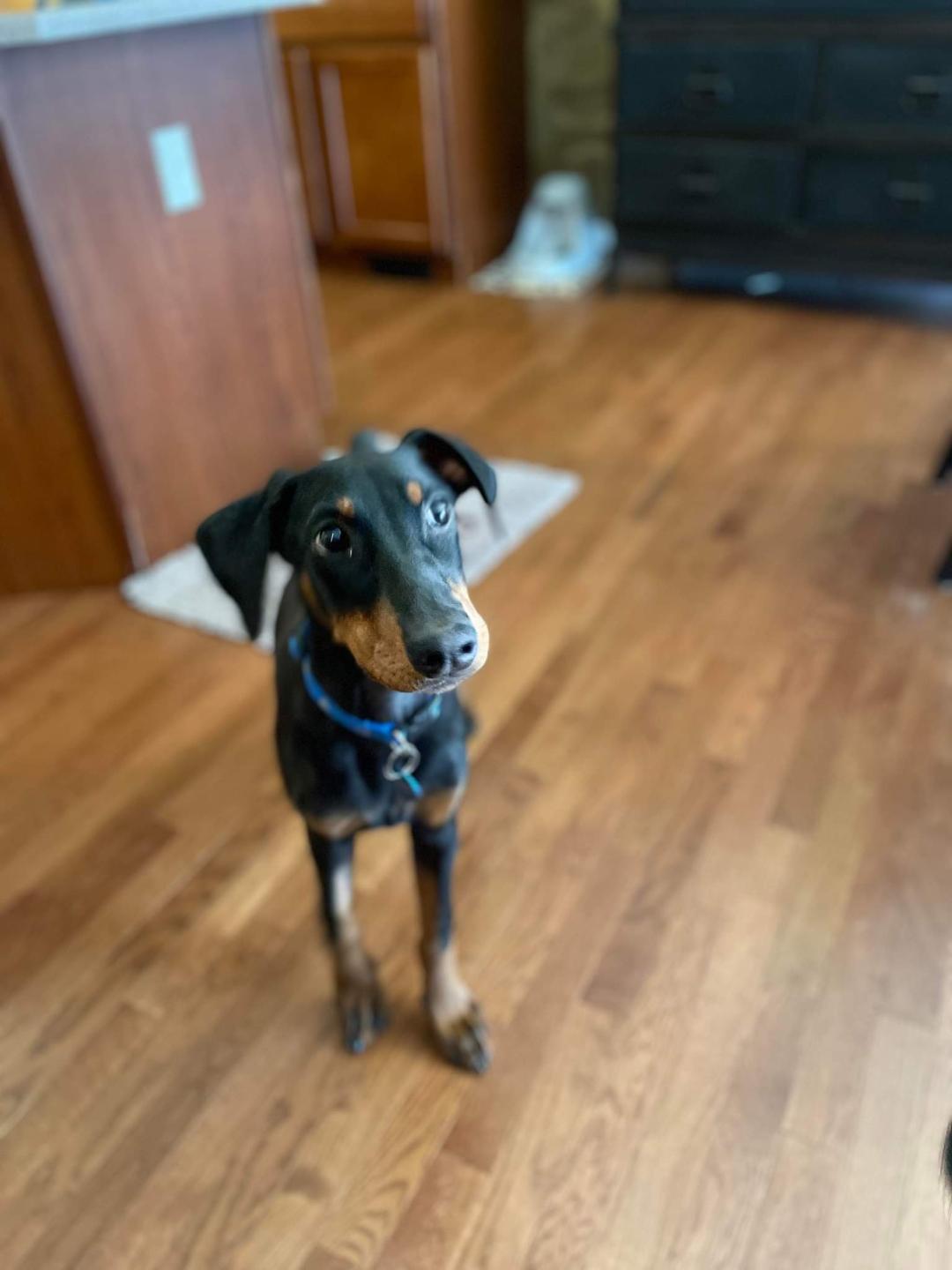 Brett/Max, Adopted, Young Male Doberman Pinscher.