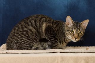 Randy, Adoptable, Adult Male Domestic Short Hair & Domestic Short Hair.