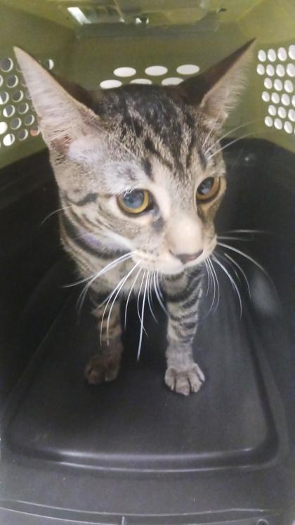 Enlarge Randy, a Adoptable mixed breed in Chesapeake, VA image 2/3