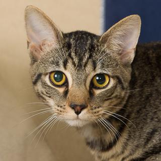 Enlarge Randy, a Adoptable mixed breed in Chesapeake, VA image 3/3