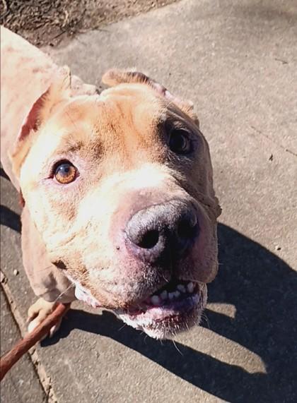 Enlarge Brutus, a Adoptable mixed breed in Spartanburg, SC image 1/3