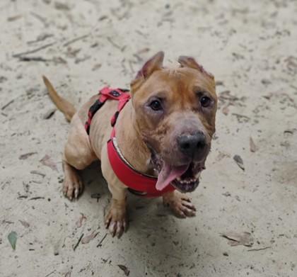 Enlarge Brutus, a Adoptable mixed breed in Spartanburg, SC image 3/3