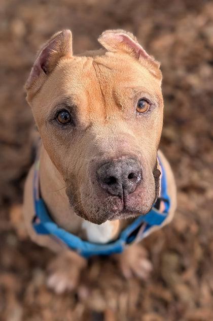 Enlarge Brutus, a Adoptable mixed breed in Spartanburg, SC image 1/3