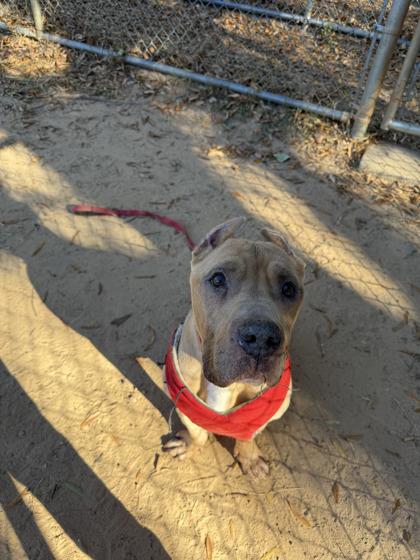 Enlarge Brutus, a Adoptable mixed breed in Spartanburg, SC image 2/3