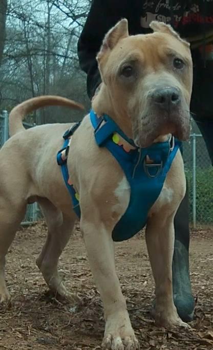 Enlarge Brutus, a Adoptable mixed breed in Spartanburg, SC image 3/3