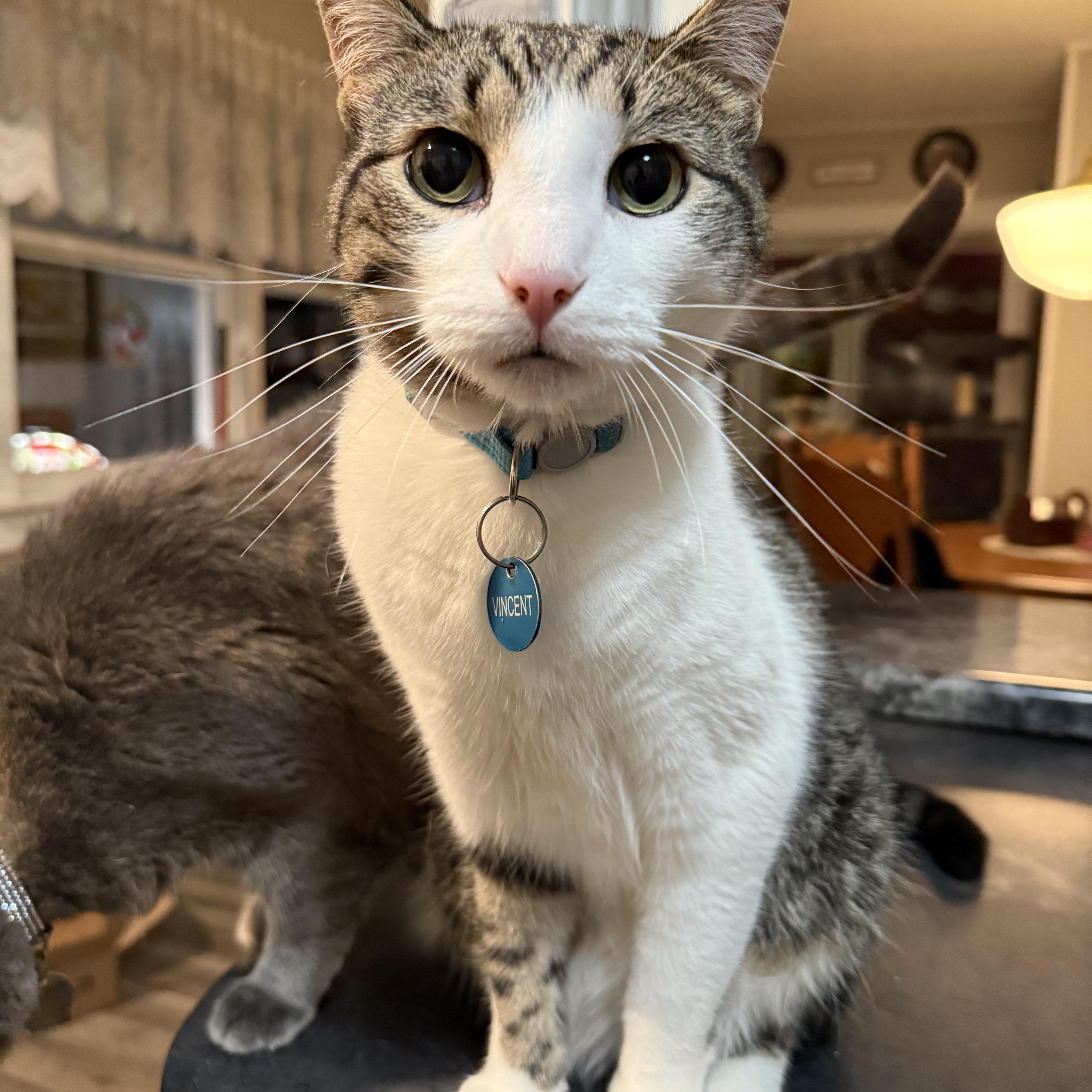 Enlarge Vincent , an adopted Domestic Short Hair in Waverly, IA image 3/6