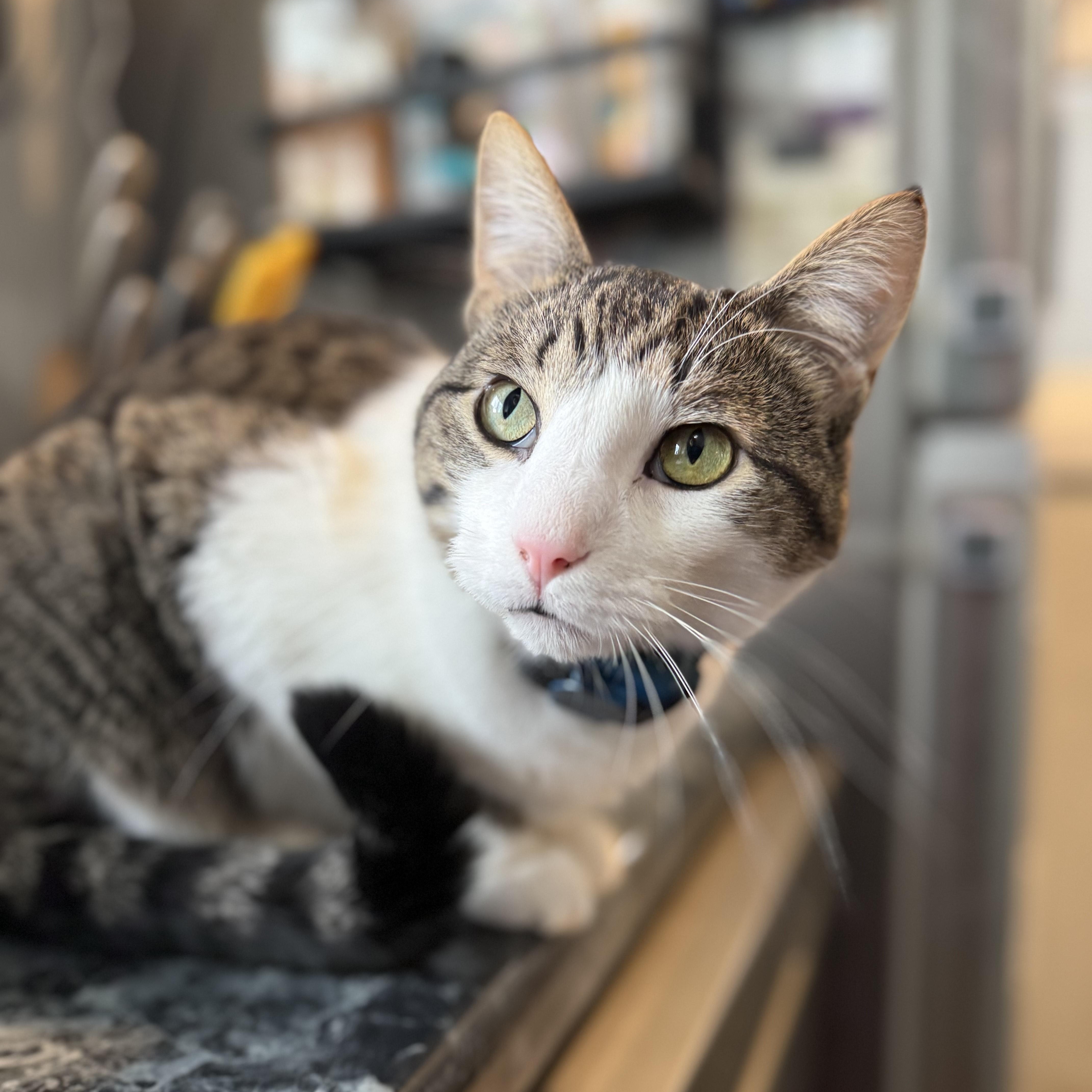 Enlarge Vincent , an adopted Domestic Short Hair in Waverly, IA image 1/6