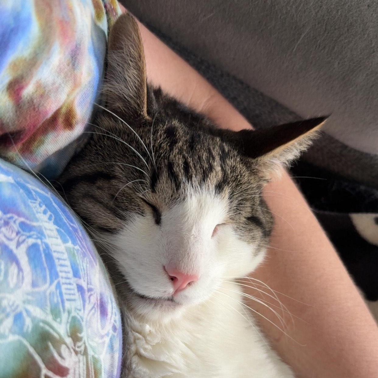 Enlarge Vincent , an adopted Domestic Short Hair in Waverly, IA image 2/6