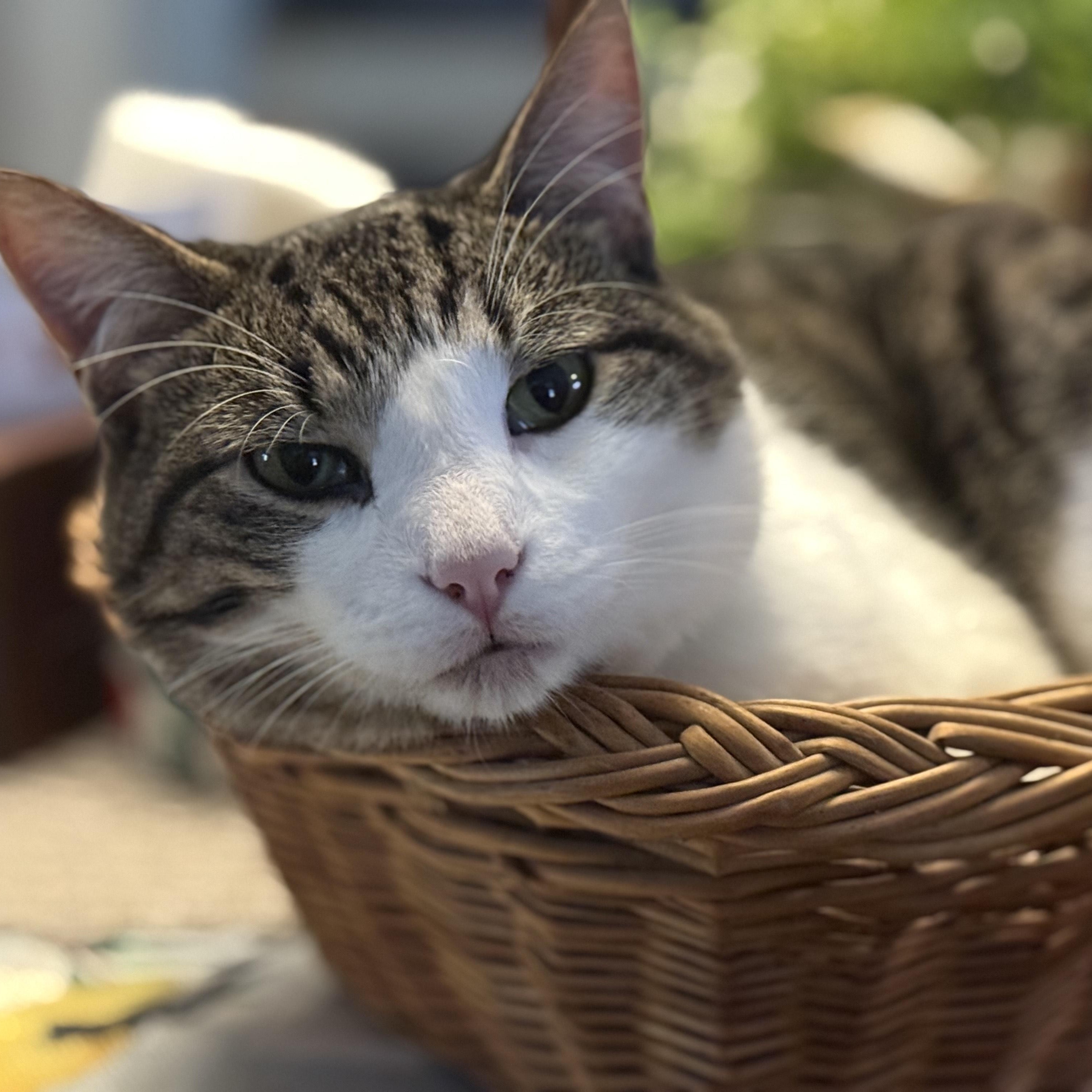 Enlarge Vincent , an adopted Domestic Short Hair in Waverly, IA image 5/6