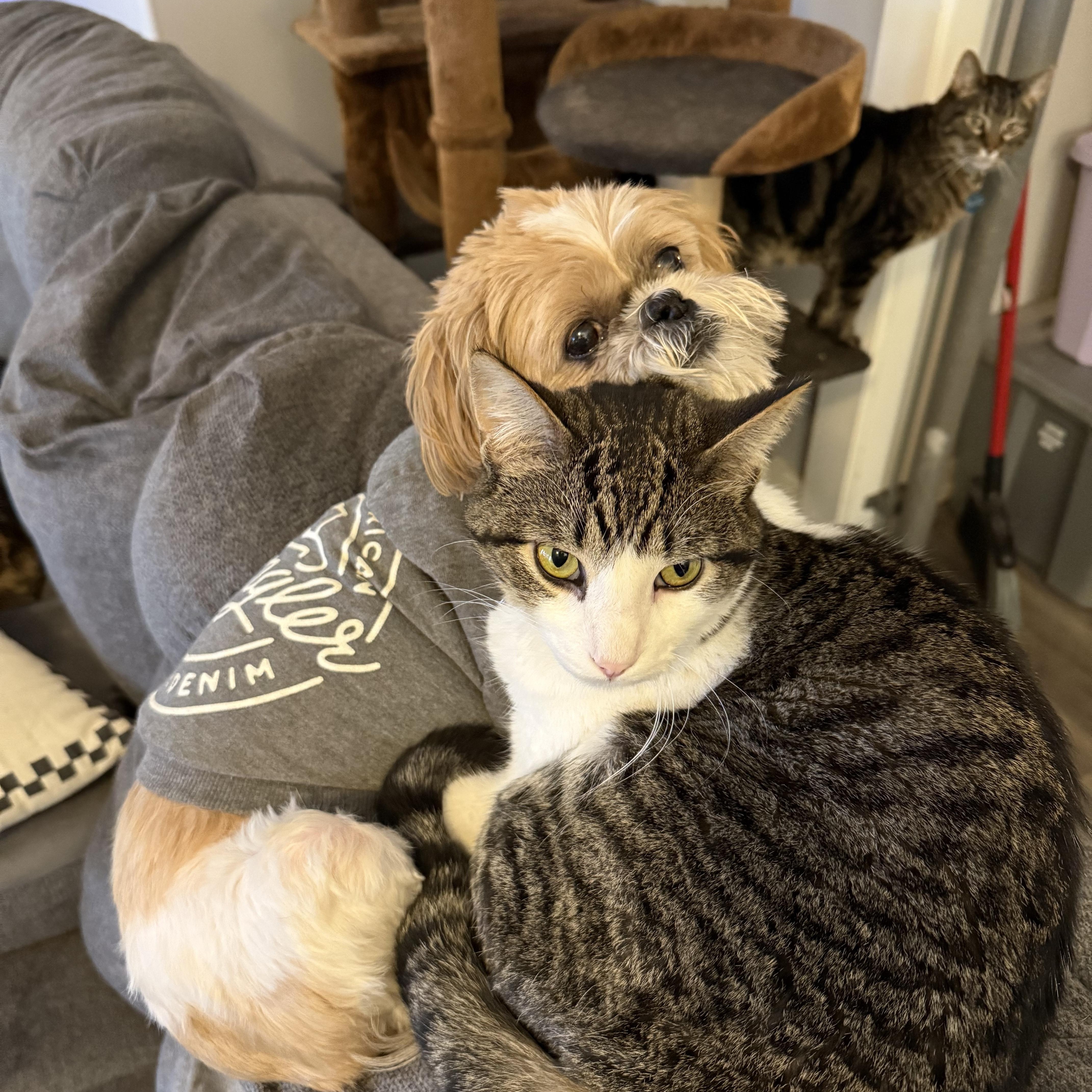 Enlarge Vincent , an adopted Domestic Short Hair in Waverly, IA image 4/6