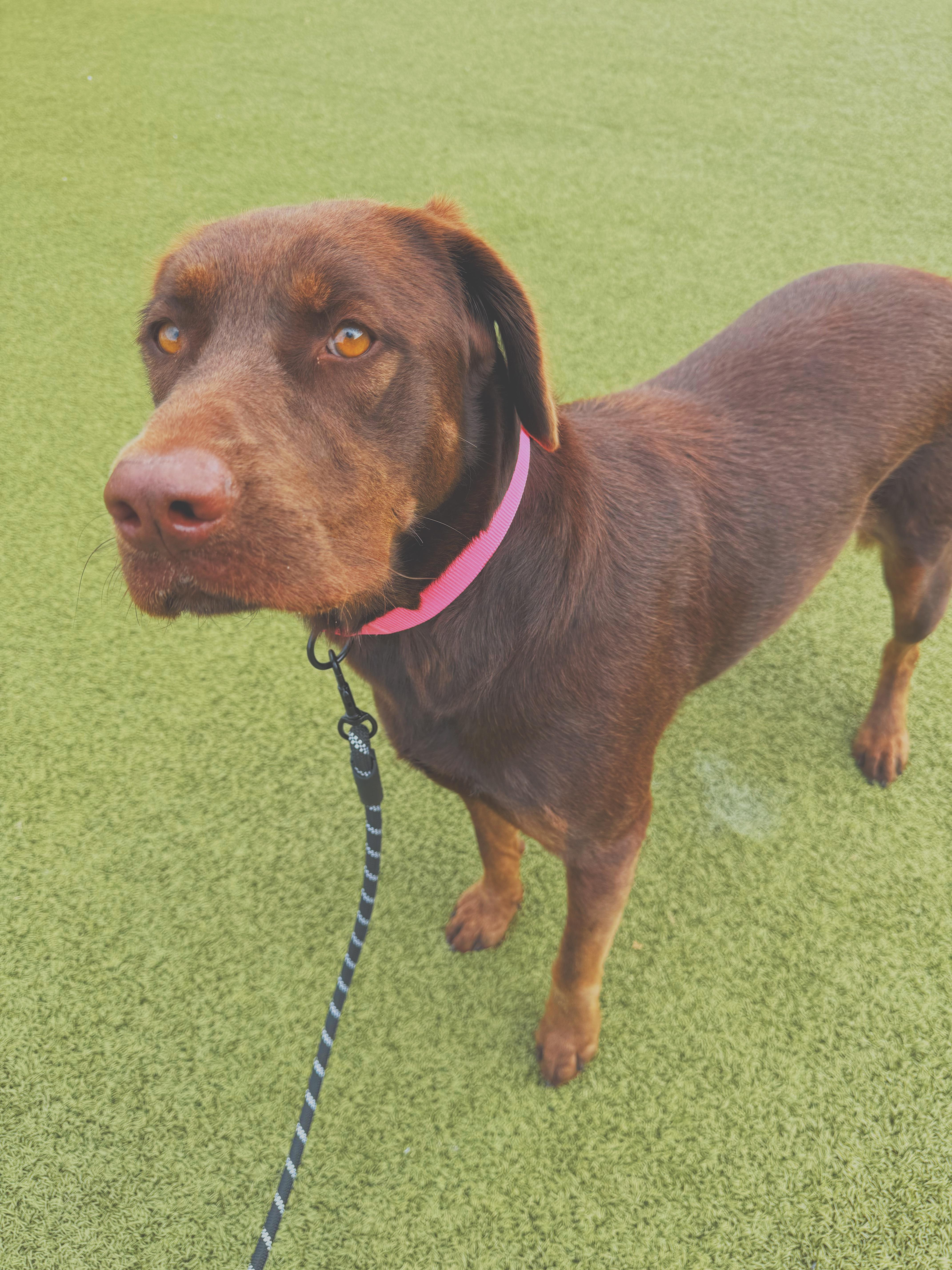 Enlarge Maggie, a Adoptable mixed breed in Hays, KS image 3/6