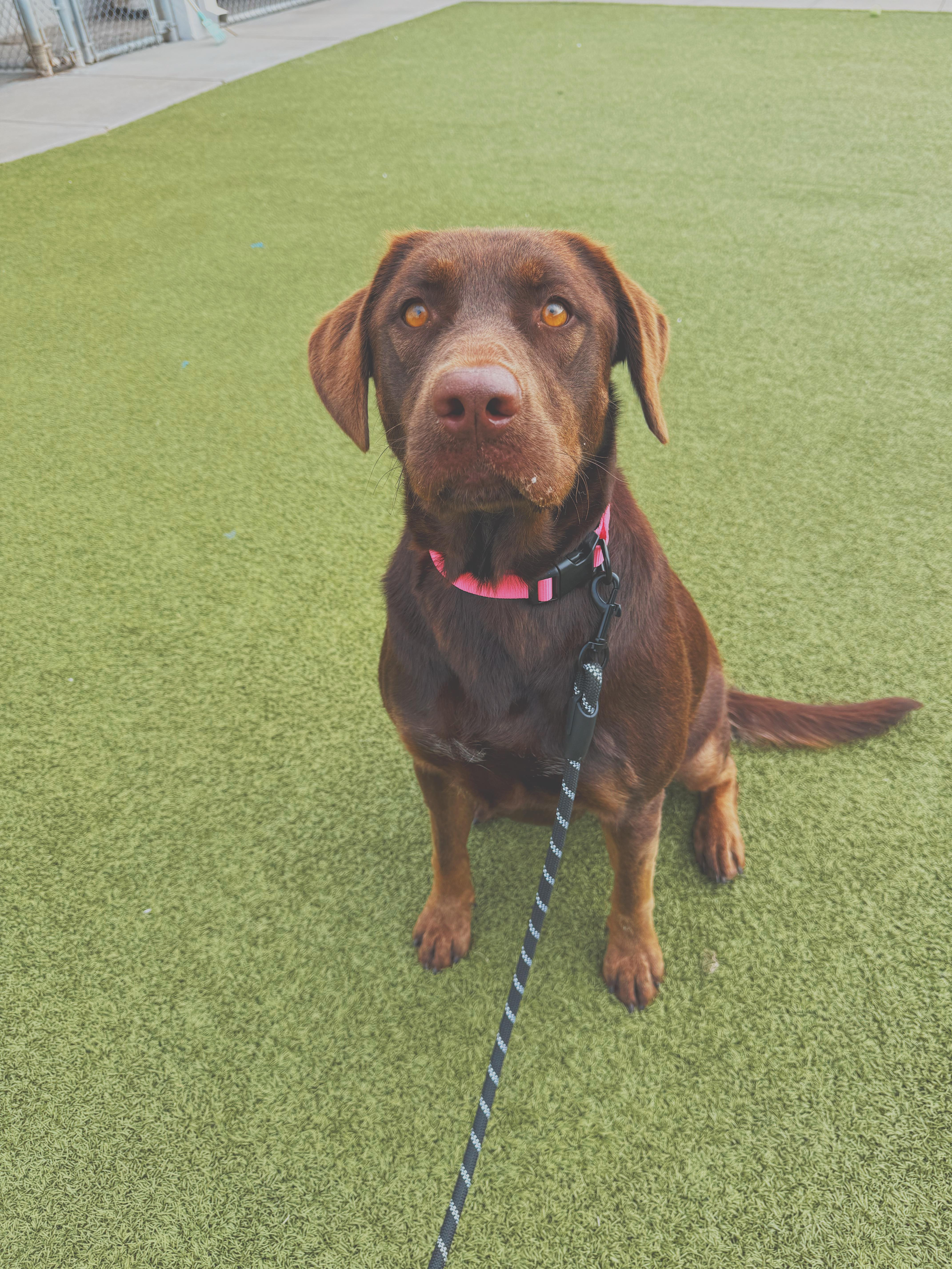 Enlarge Maggie, a Adoptable mixed breed in Hays, KS image 6/6