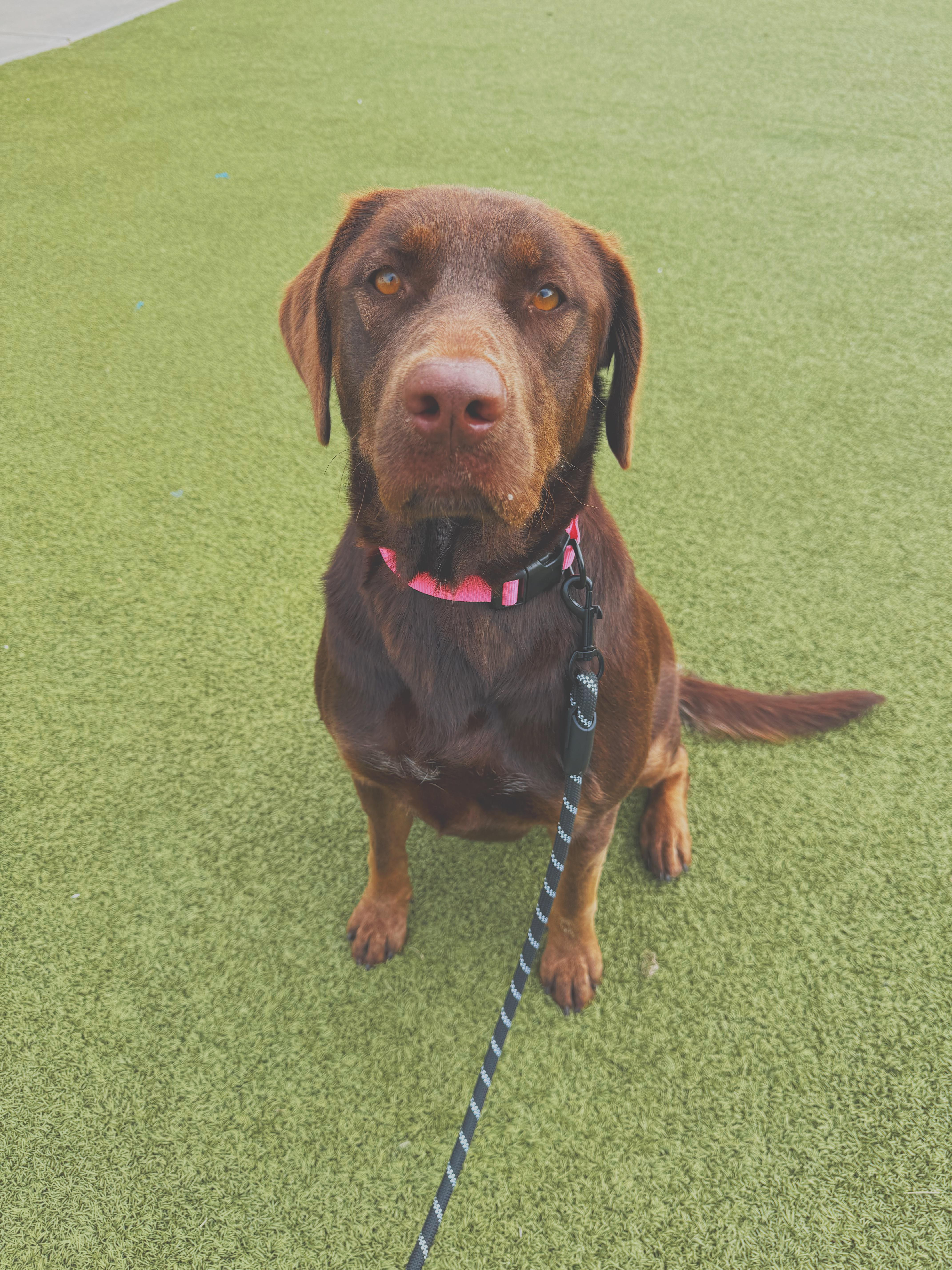 Enlarge Maggie, a Adoptable mixed breed in Hays, KS image 1/6