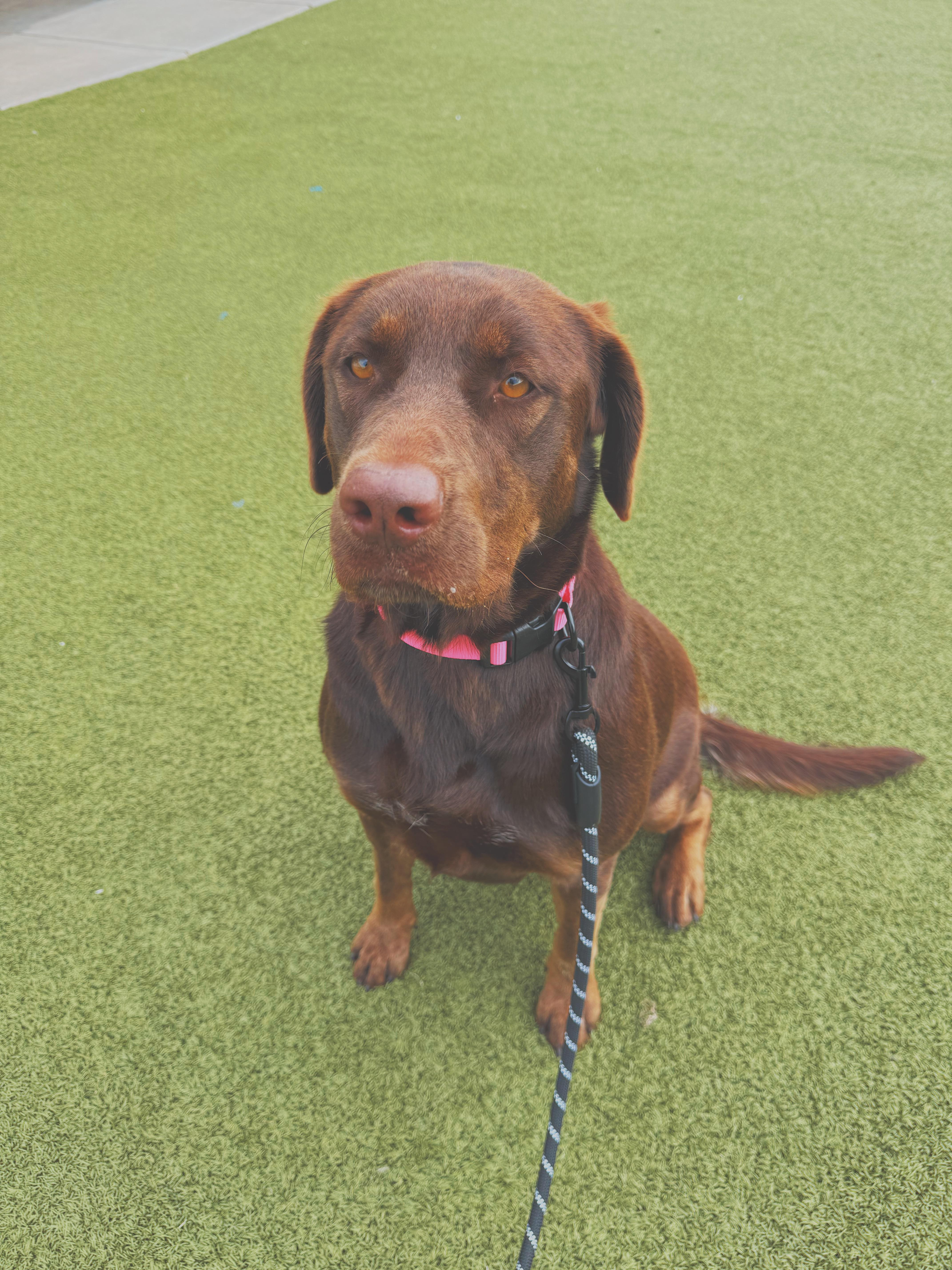 Enlarge Maggie, a Adoptable mixed breed in Hays, KS image 5/6