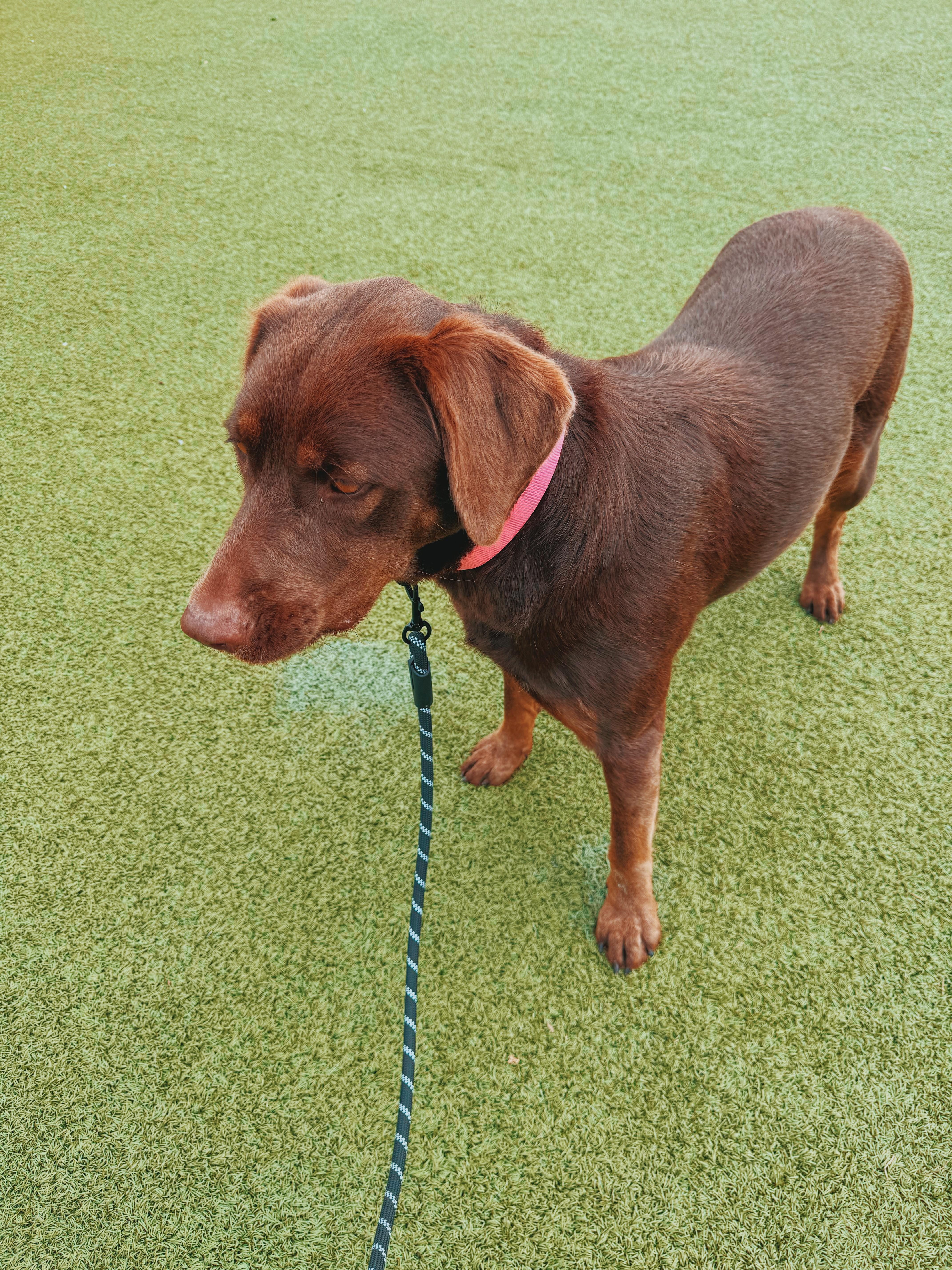 Enlarge Maggie, a Adoptable mixed breed in Hays, KS image 4/6