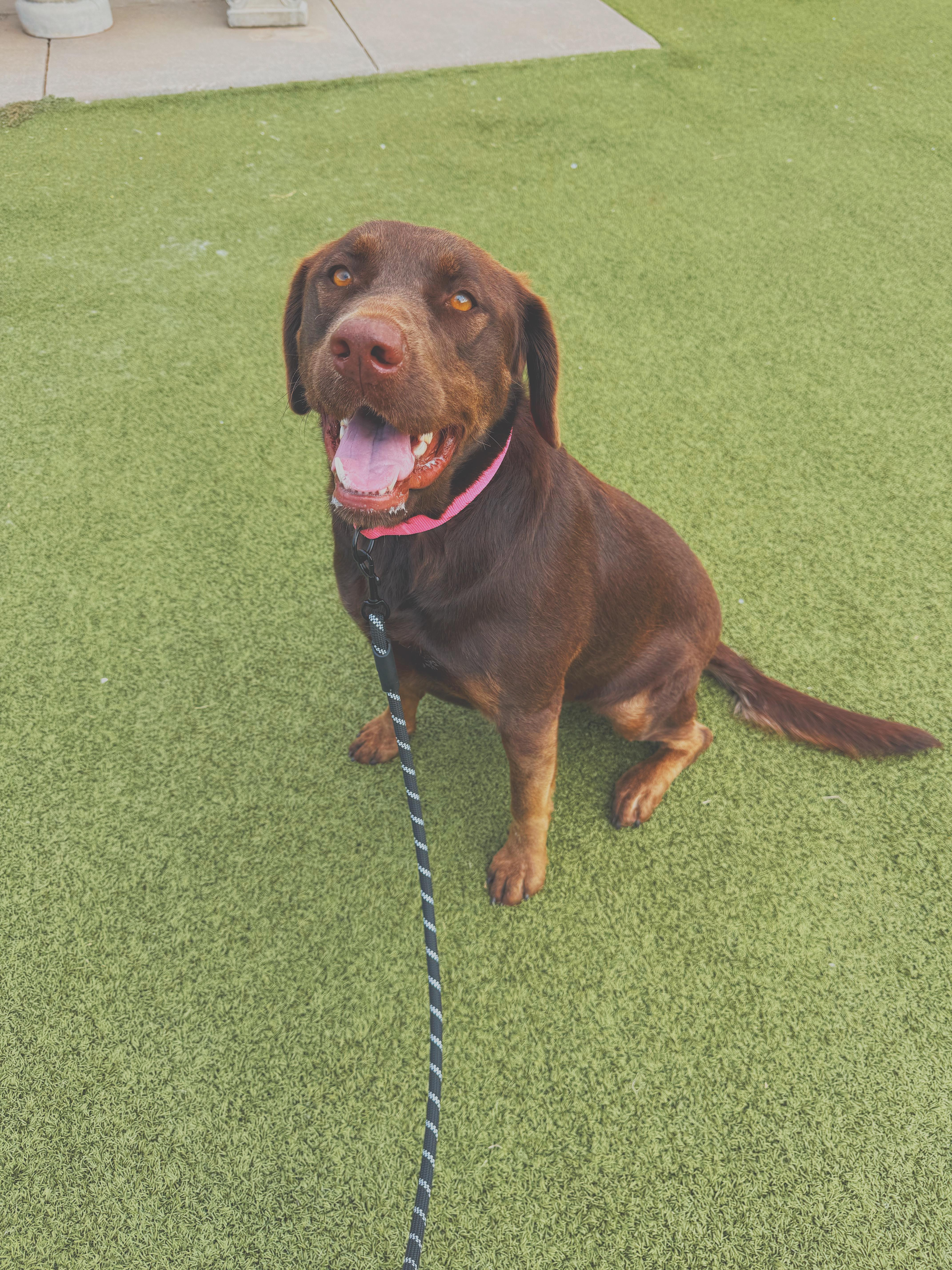 Enlarge Maggie, a Adoptable mixed breed in Hays, KS image 2/6