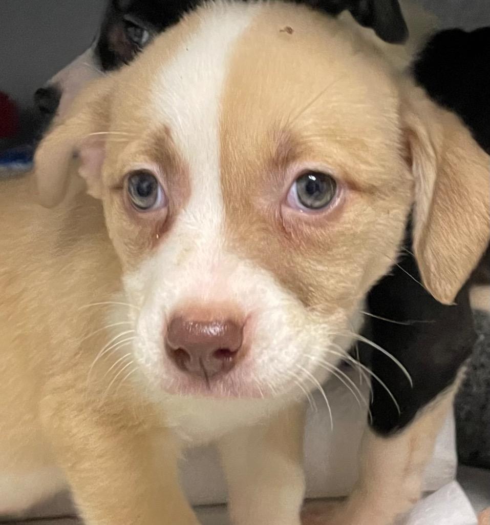 Enlarge Peach, a Adoptable Mixed Breed in Henderson, NC image 1/1