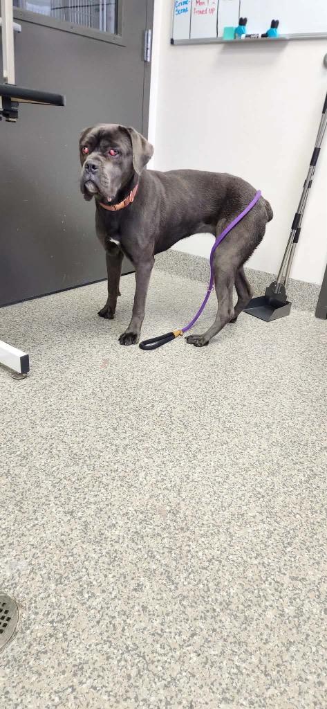 Enlarge Ruby Barker, a Adoptable Boxer in Van Wert, OH image 1/4