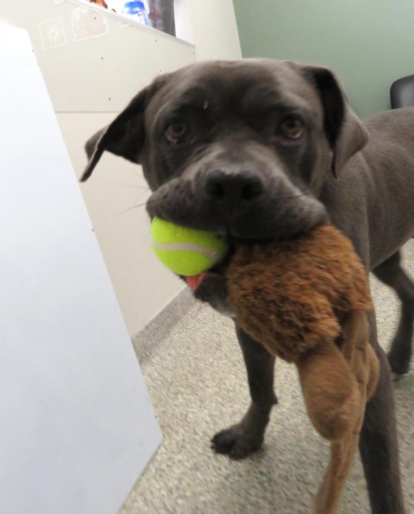 Enlarge Ruby Barker, a Adoptable Boxer in Van Wert, OH image 2/4