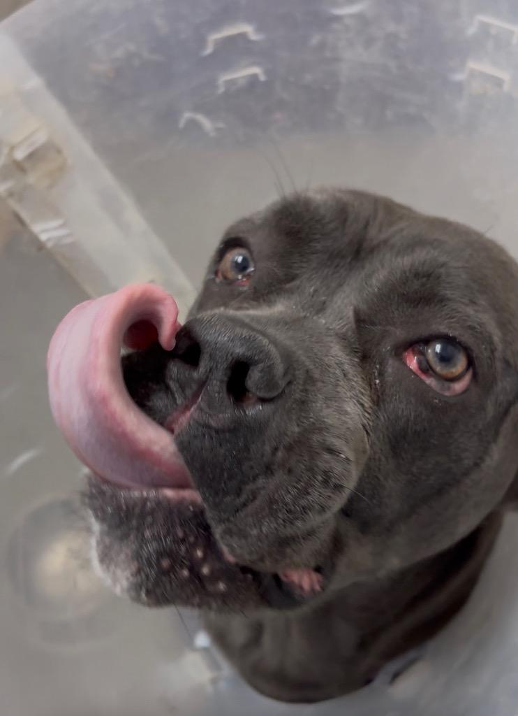 Enlarge Ruby Barker, a Adoptable Boxer in Van Wert, OH image 3/4