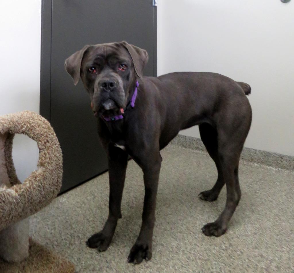 Enlarge Ruby Barker, a Adoptable Boxer in Van Wert, OH image 4/4