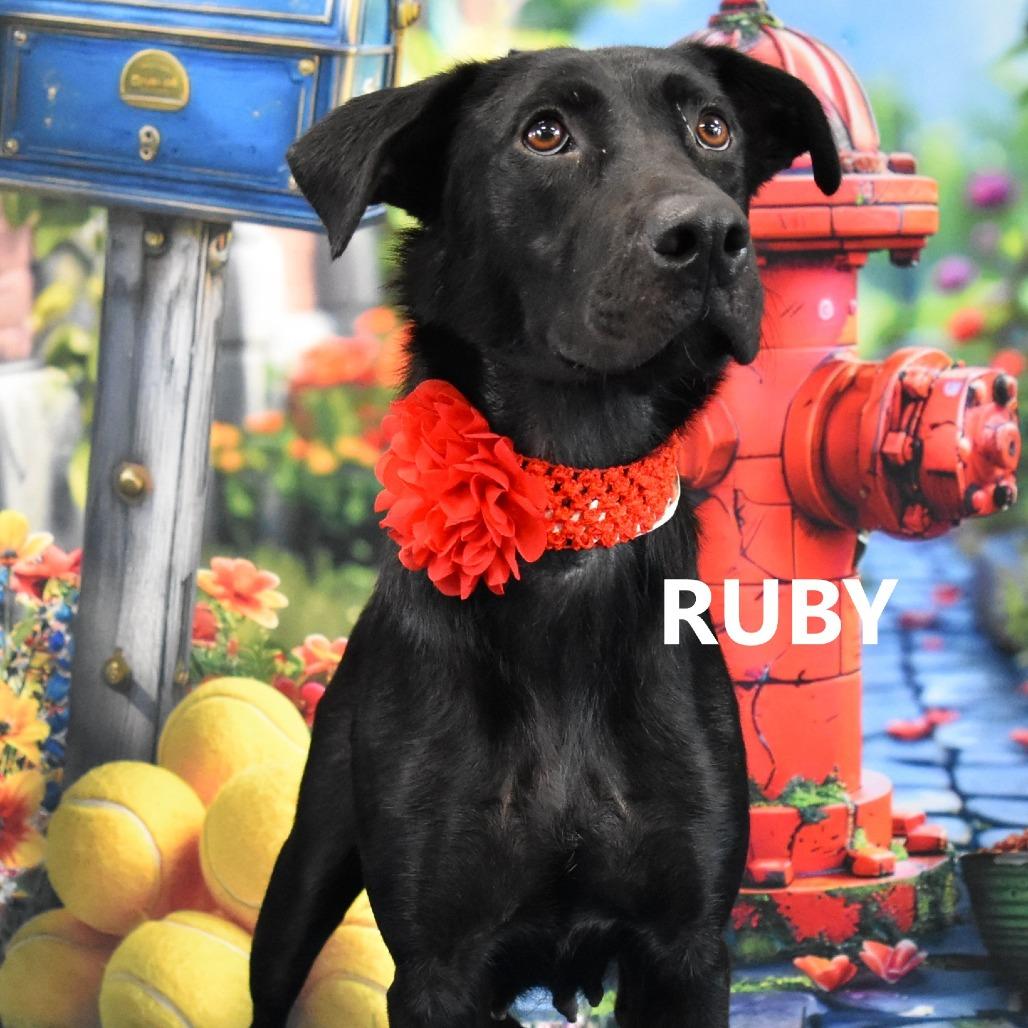 Enlarge Ruby, a Adoptable mixed breed in Yuma, AZ image 1/2