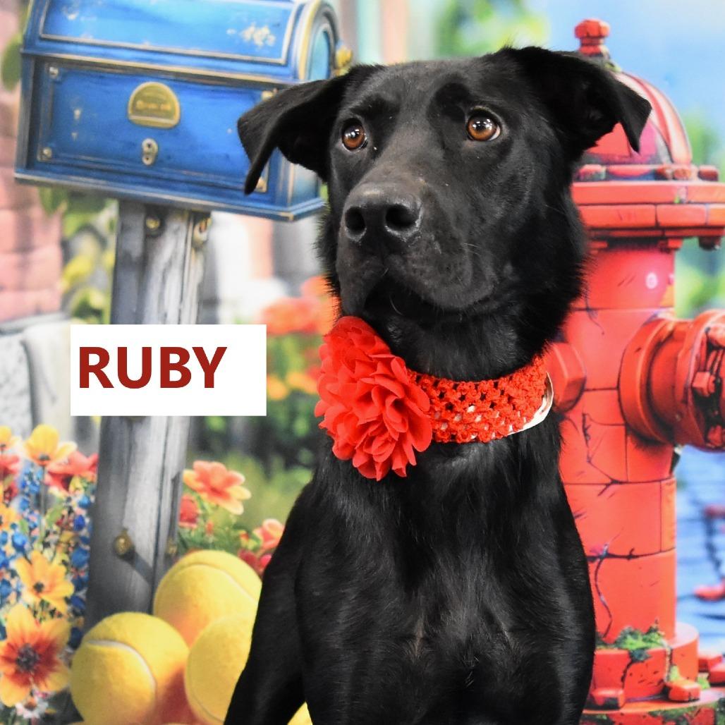 Enlarge Ruby, a Adoptable mixed breed in Yuma, AZ image 2/2