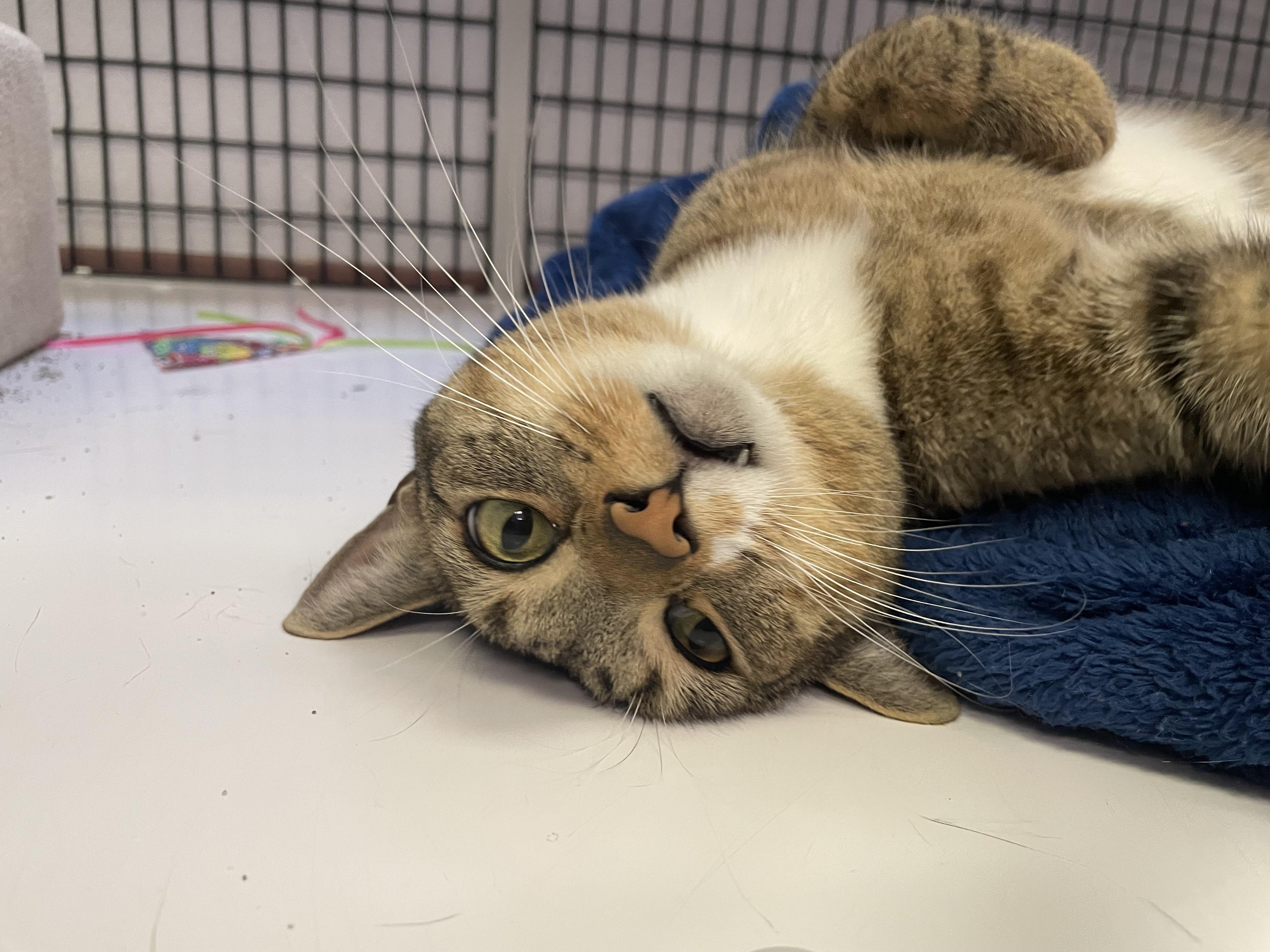 Mr. Bear, Adoptable, Adult Male Domestic Short Hair & Tabby.