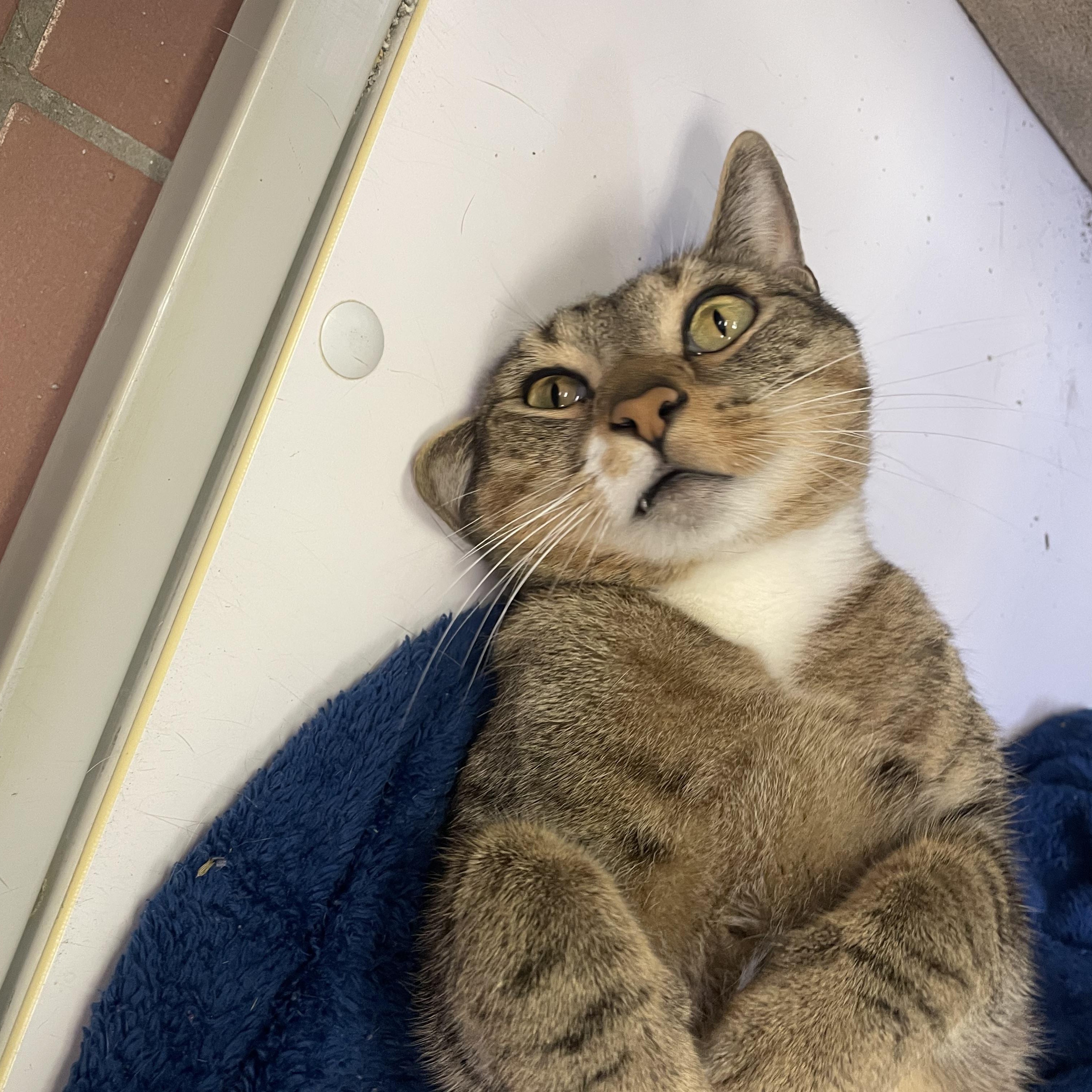 Mr. Bear, a Adoptable mixed breed in Glendale, AZ image 2/6